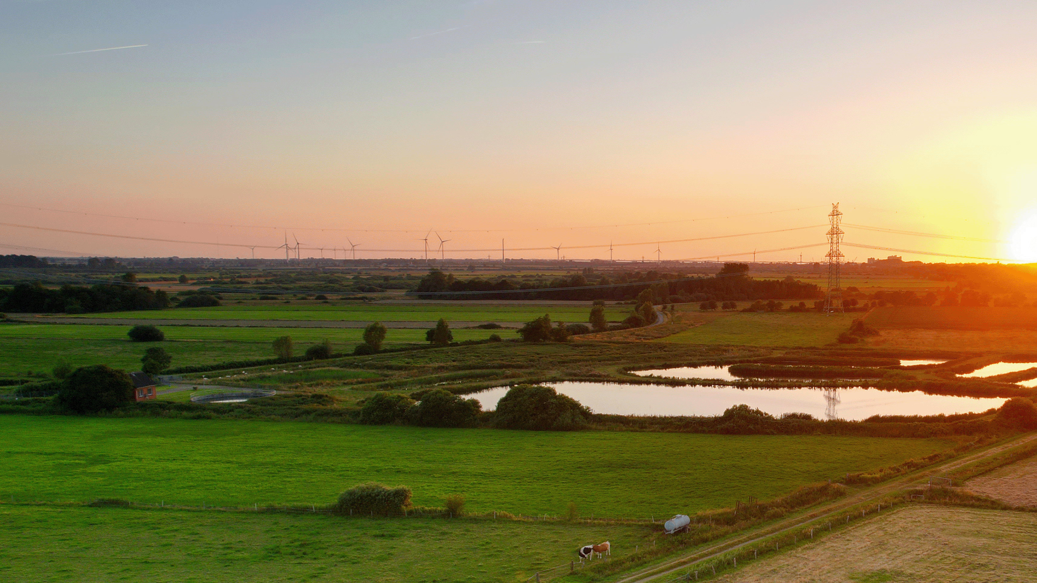 Wiesen und Felder mit Kühen in Nordfriesland bei Sonnenuntergang. In der Ferne sind Windkraftanlagen.