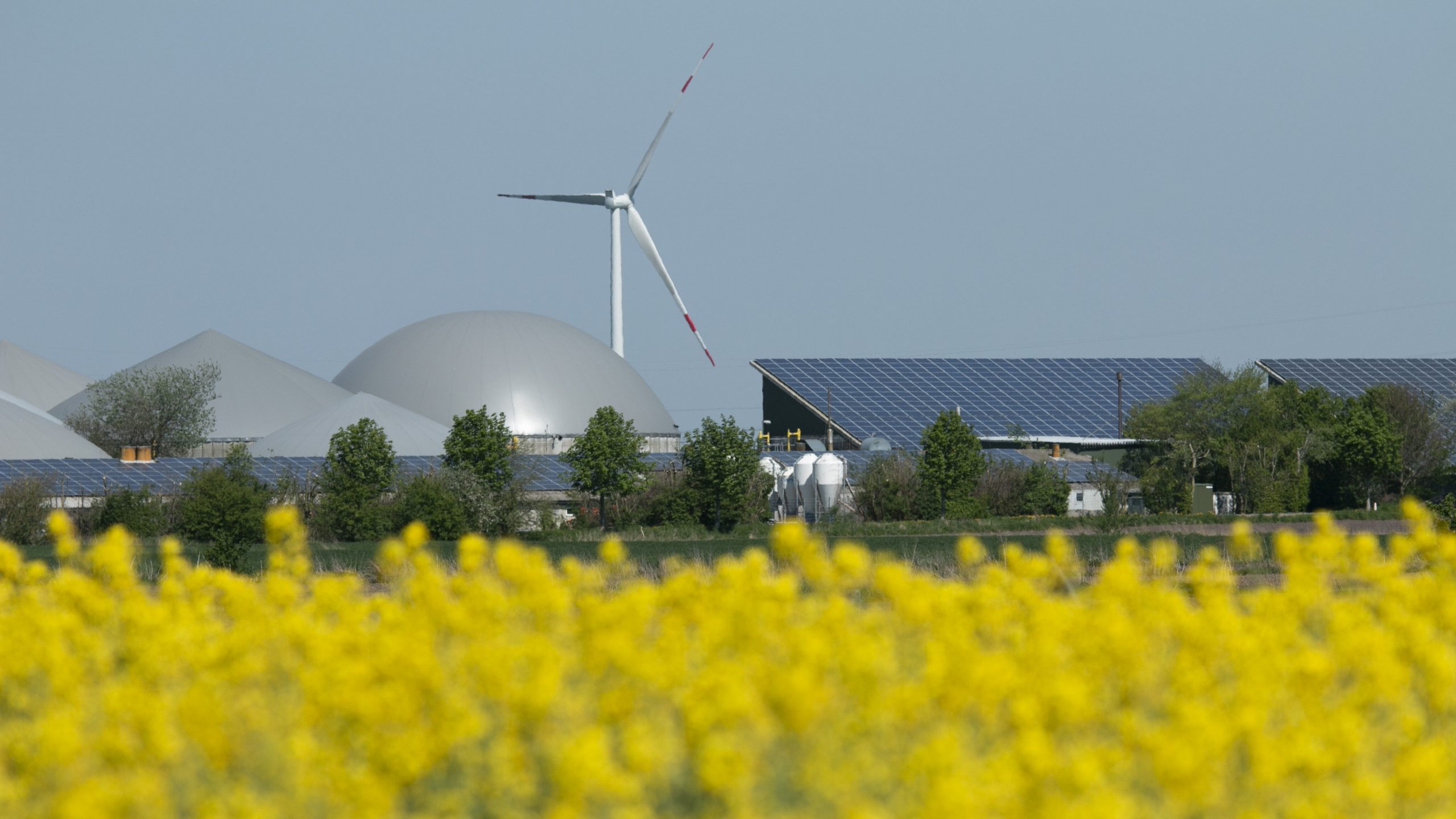 Ein Rapsfeld in Nordfriesland. Dahinter sind Gebäude mit Photovoltaikanlagen, Biogasanlagen und eine Windkraftanlage.